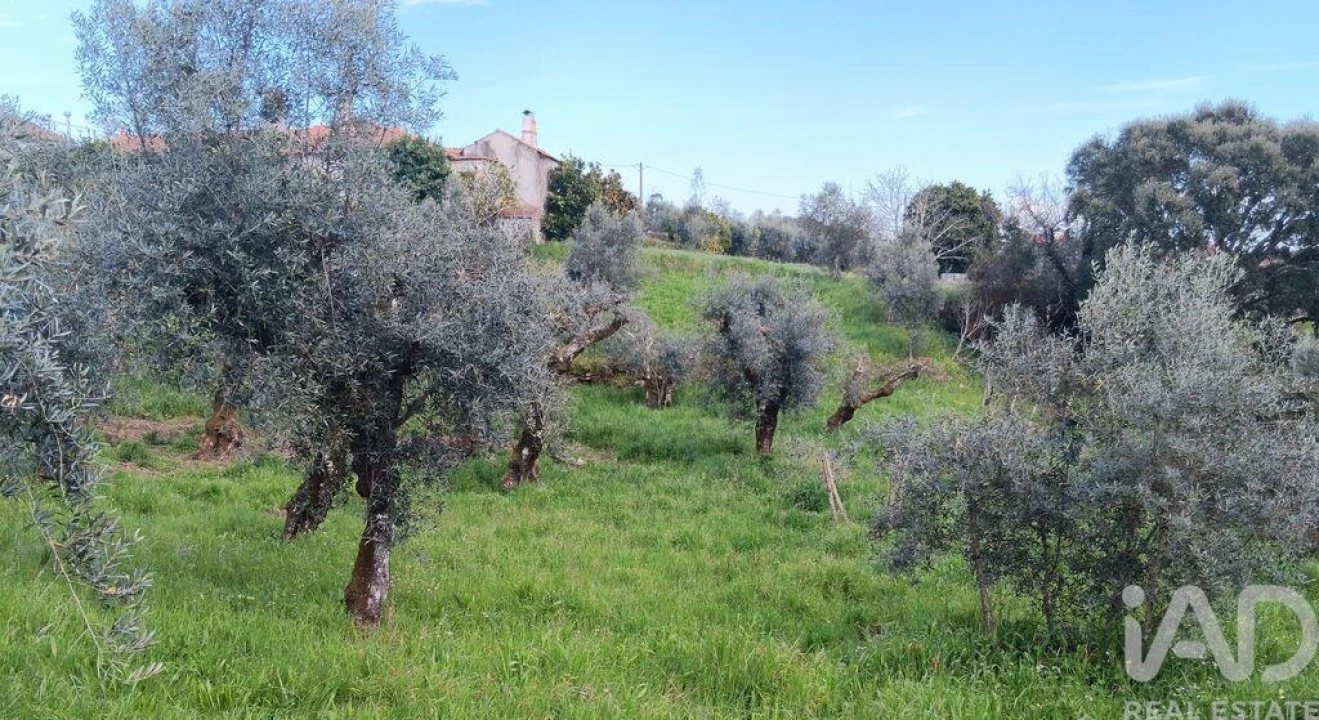 Terreno para Venda em Graça Foto 15