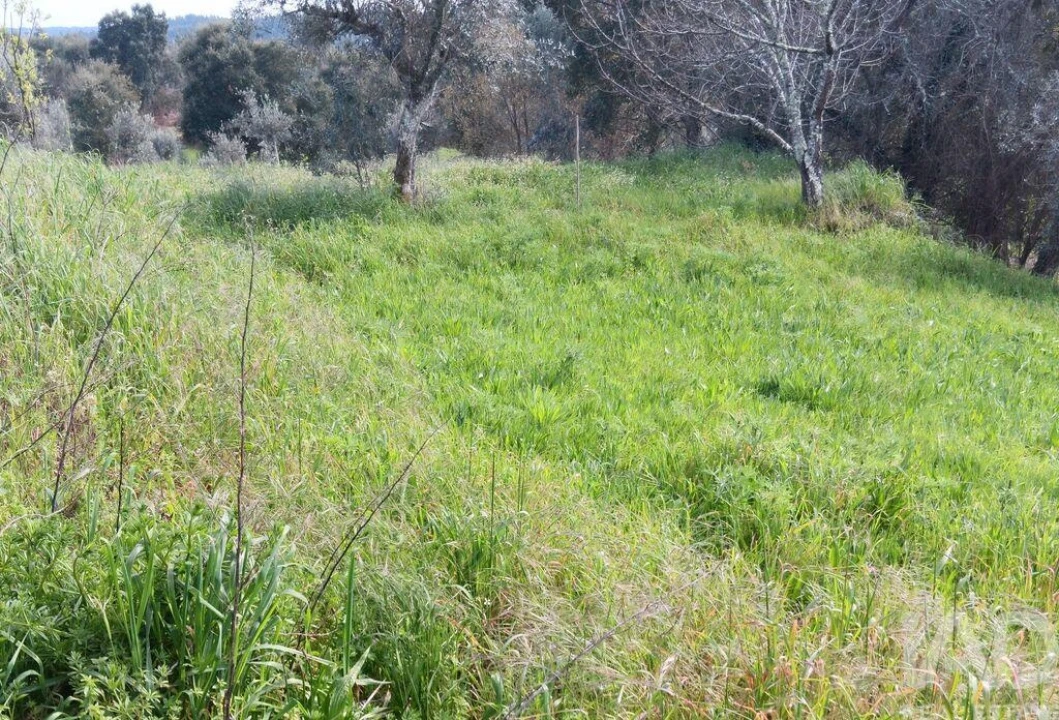 Terreno para Venda em Graça Foto 21