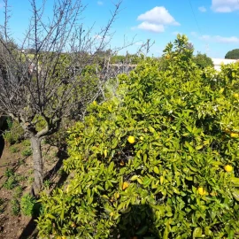 Terreno para Venda em Conceição e Estoi