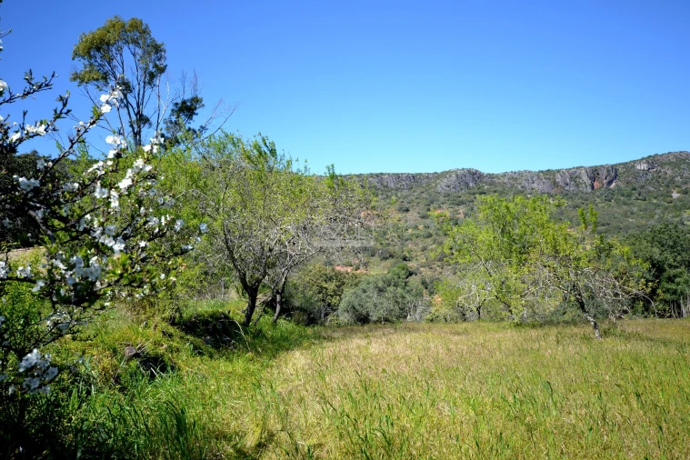 Terreno para Venda em Salir Foto 7