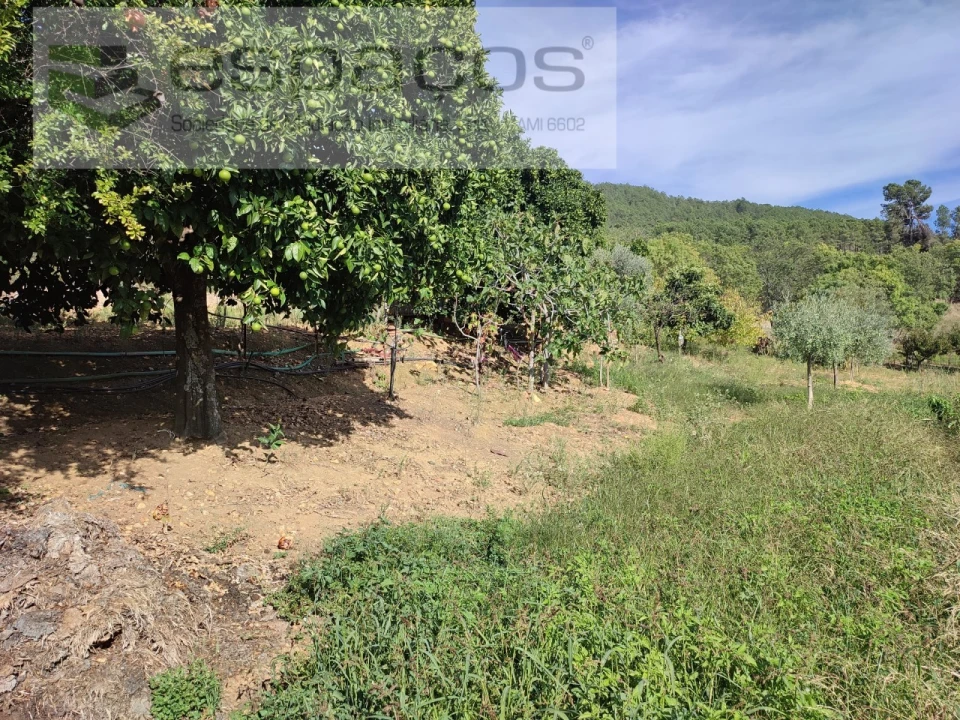 Quinta para Venda em Penha Garcia Foto 36