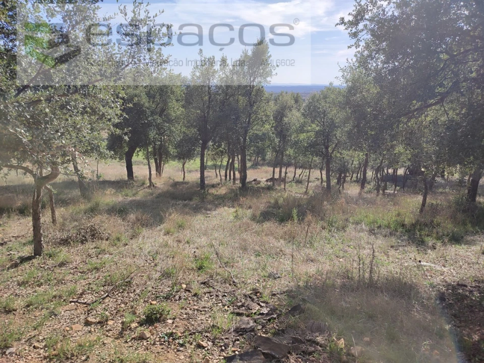 Quinta para Venda em Penha Garcia Foto 40