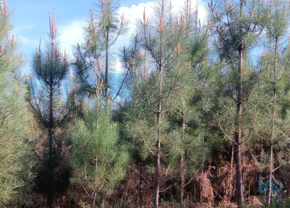 Terreno para Venda em Graça Foto 10