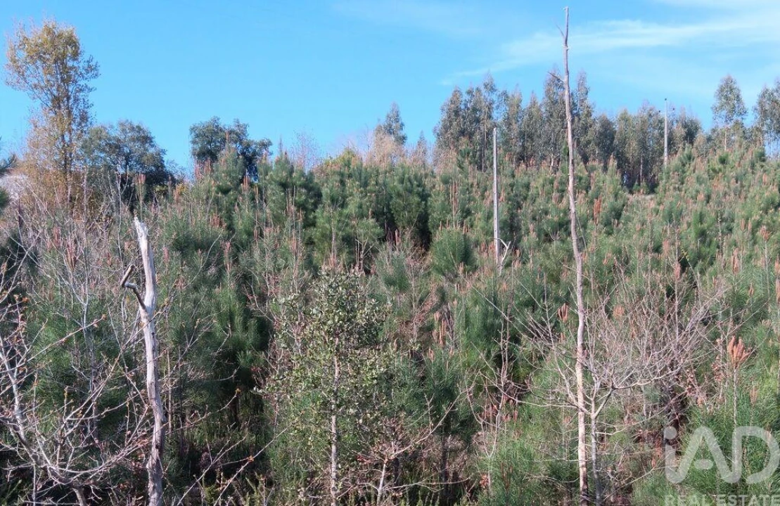 Terreno para Venda em Graça Foto 24