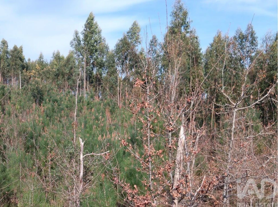 Terreno para Venda em Graça Foto 20