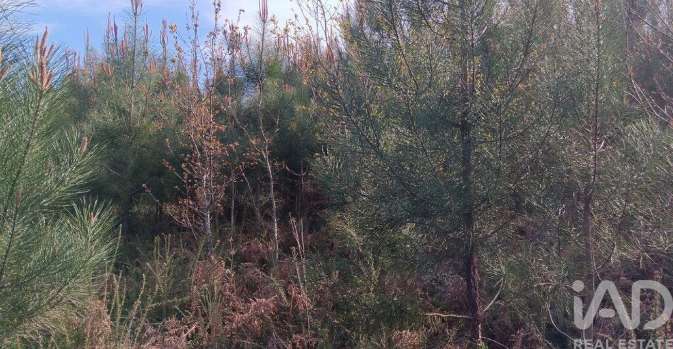 Terreno para Venda em Graça Foto 15