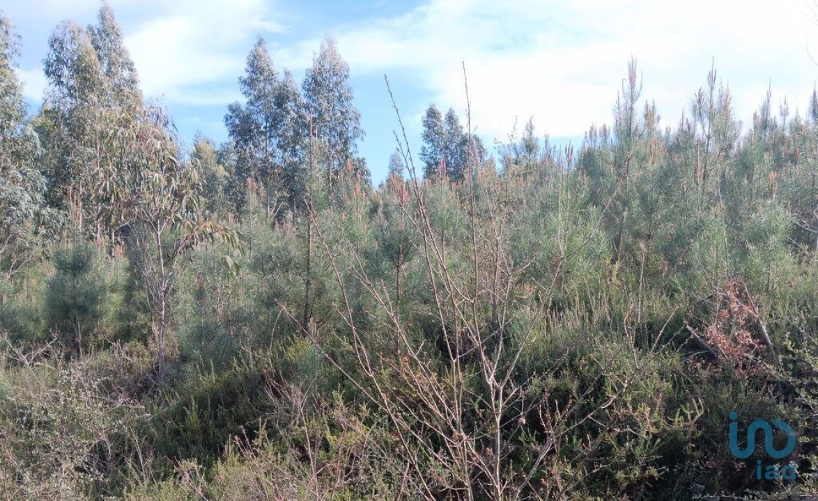 Terreno para Venda em Graça Foto 5