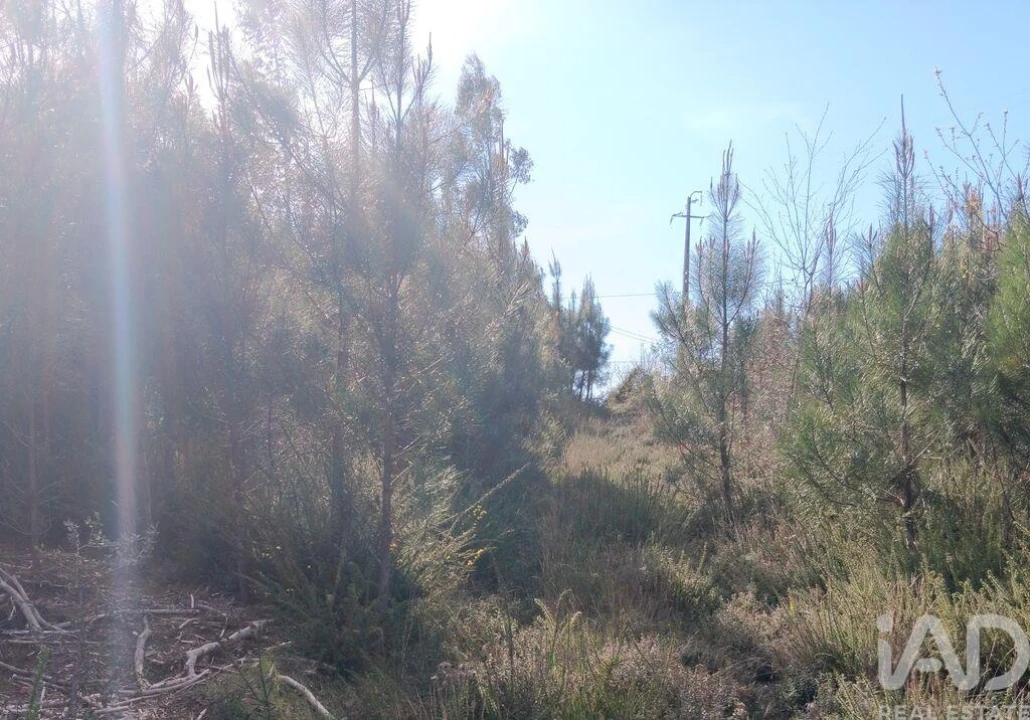 Terreno para Venda em Graça Foto 23