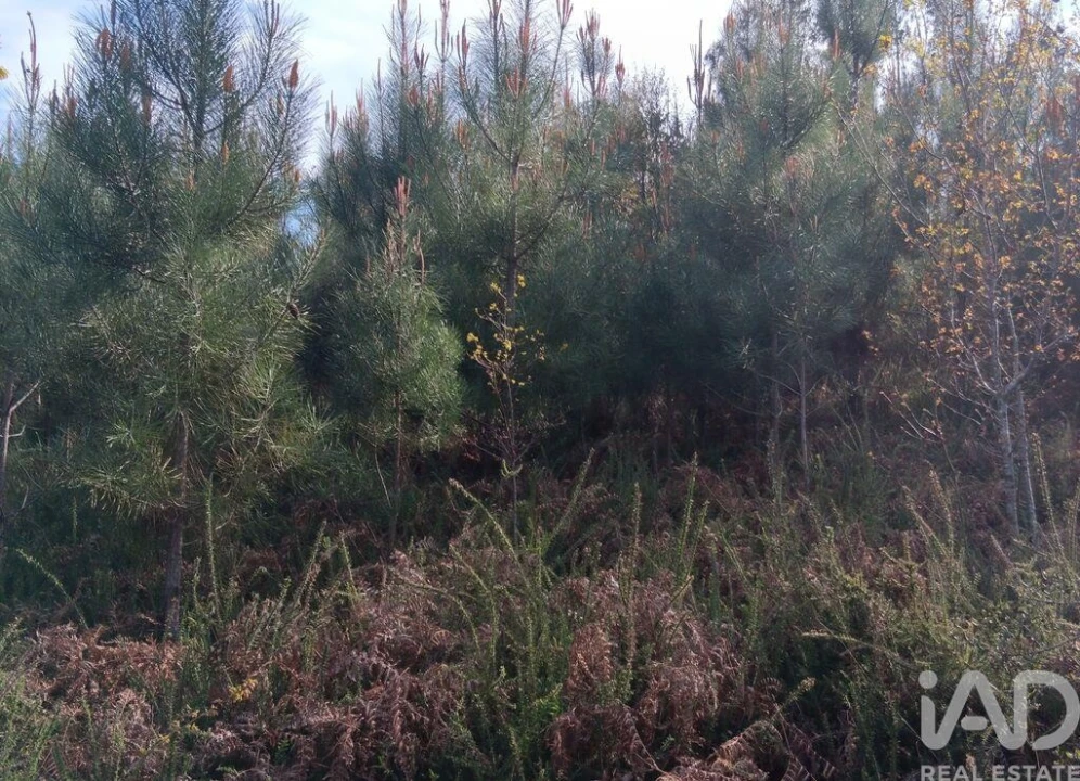 Terreno para Venda em Graça Foto 16