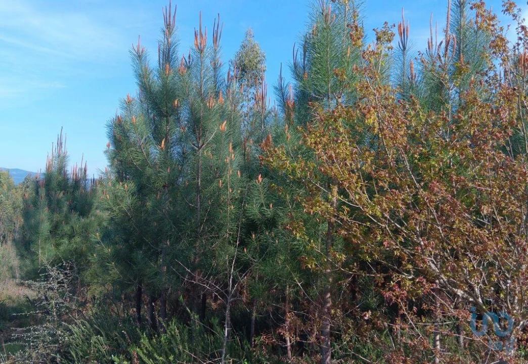 Terreno para Venda em Graça Foto 8