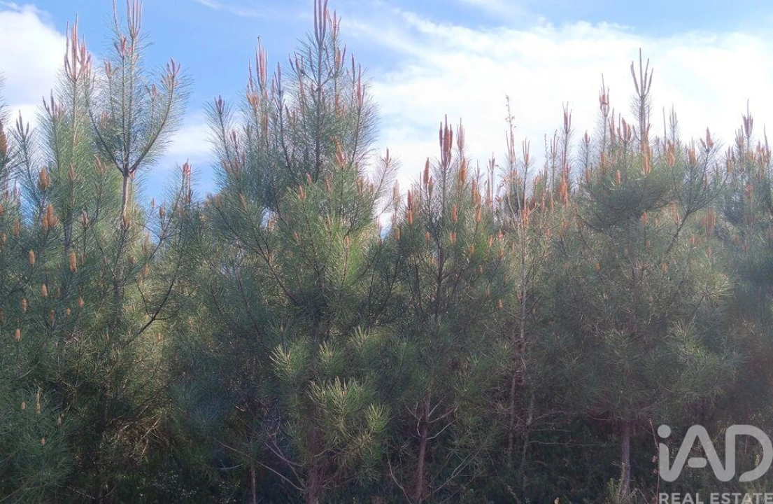Terreno para Venda em Graça Foto 18