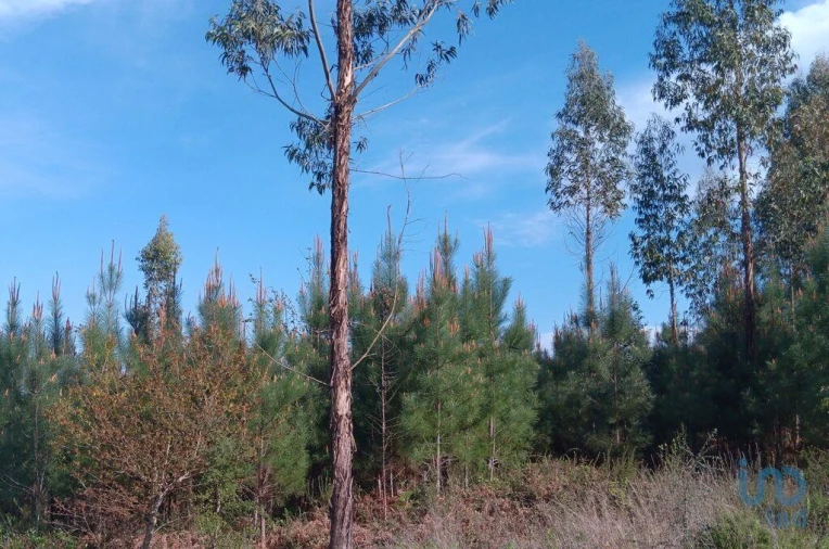 Terreno para Venda em Graça Foto 7