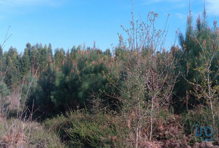 Terreno para Venda em Graça Foto 14