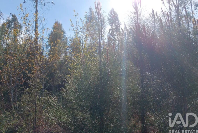 Terreno para Venda em Graça Foto 17