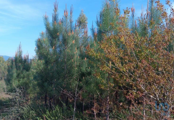Terreno para Venda em Graça Foto 8