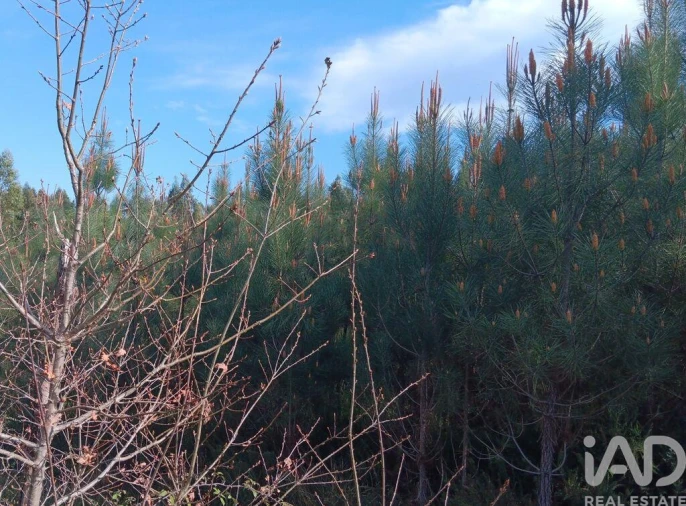 Terreno para Venda em Graça Foto 19