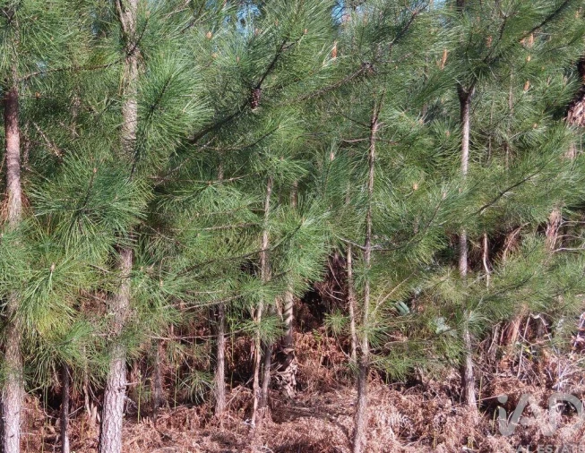 Terreno para Venda em Graça Foto 27