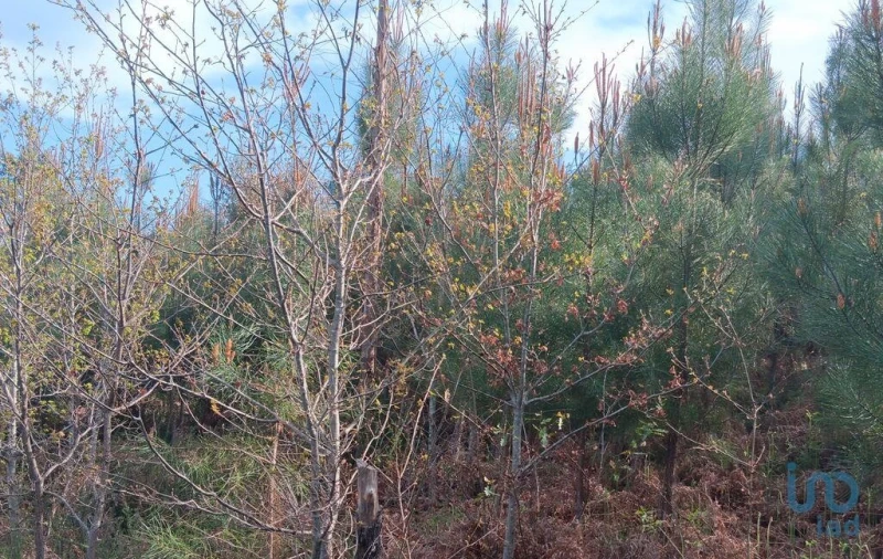 Terreno para Venda em Graça Foto 13