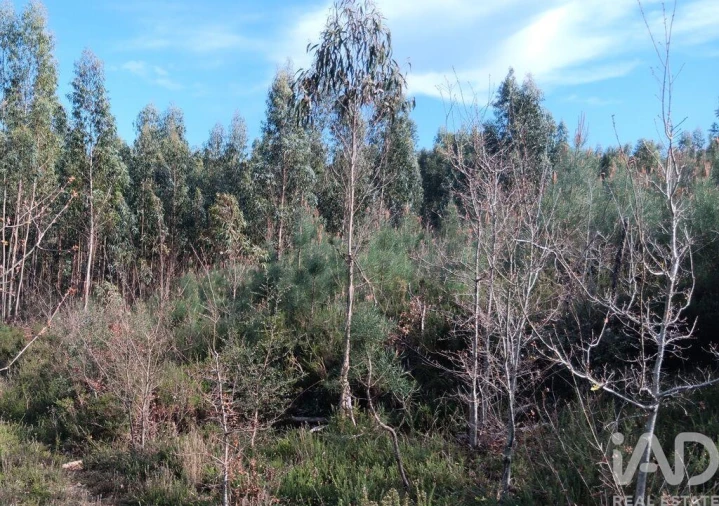 Terreno para Venda em Graça Foto 21