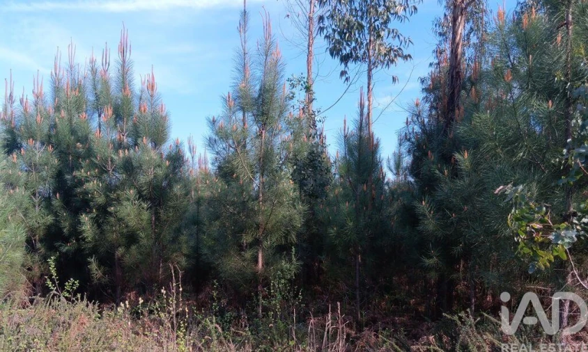 Terreno para Venda em Graça Foto 26
