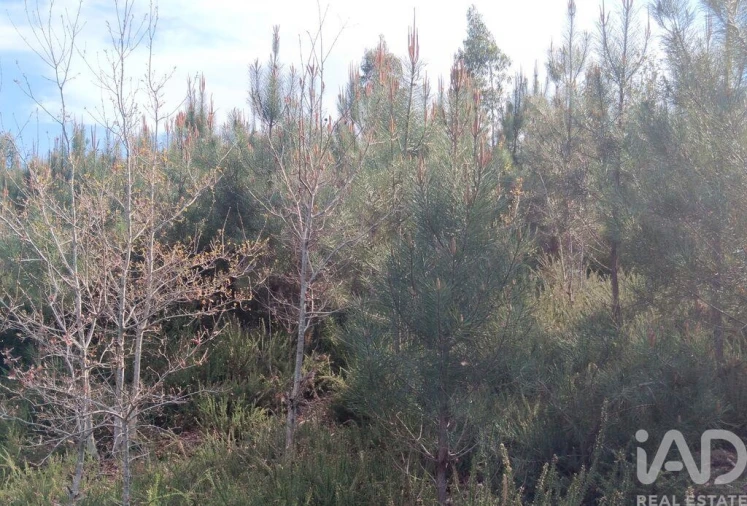 Terreno para Venda em Graça Foto 22