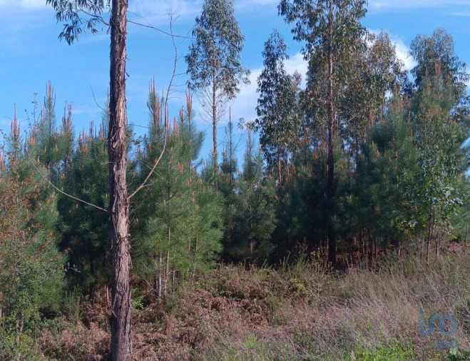 Terreno para Venda em Graça Foto 4