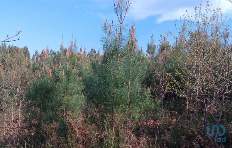 Terreno para Venda em Graça Foto 12