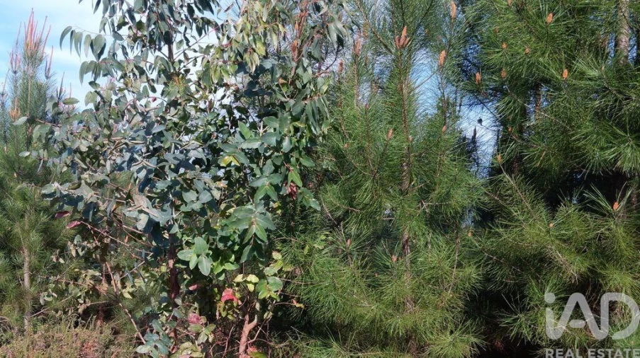 Terreno para Venda em Graça Foto 28