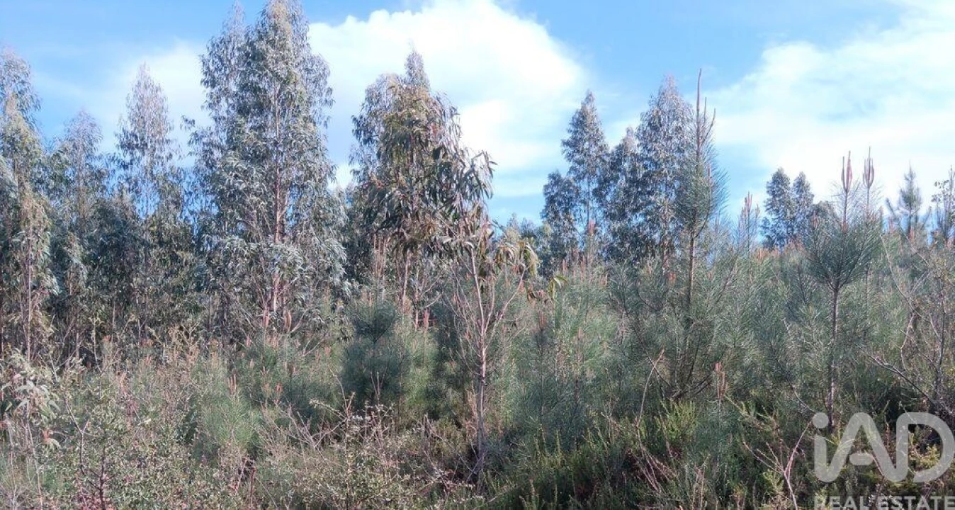 Terreno para Venda em Graça Foto 25