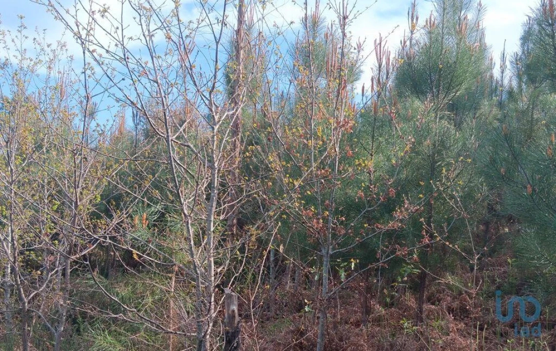 Terreno para Venda em Graça Foto 13