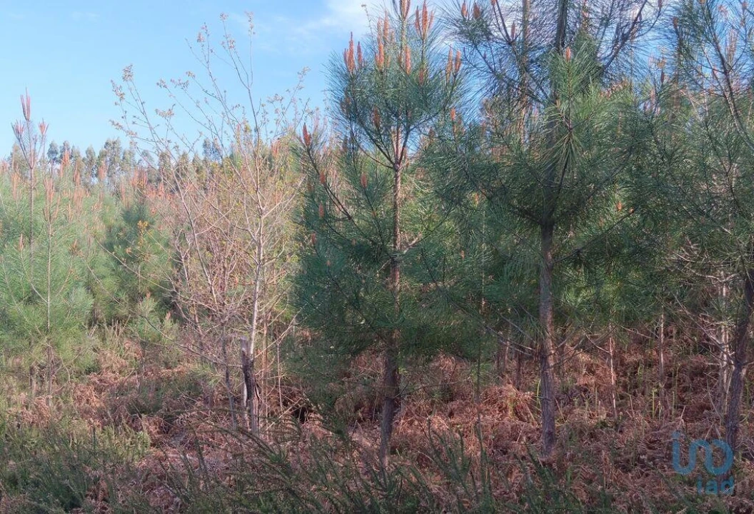 Terreno para Venda em Graça Foto 11
