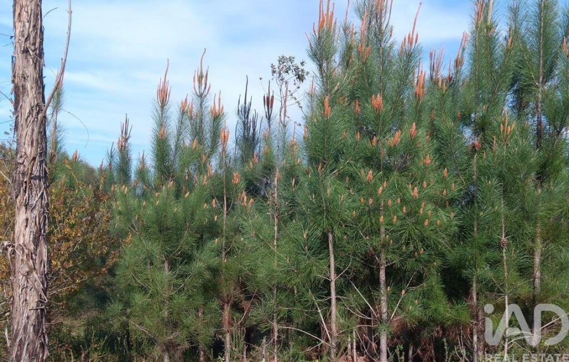 Terreno para Venda em Graça Foto 29