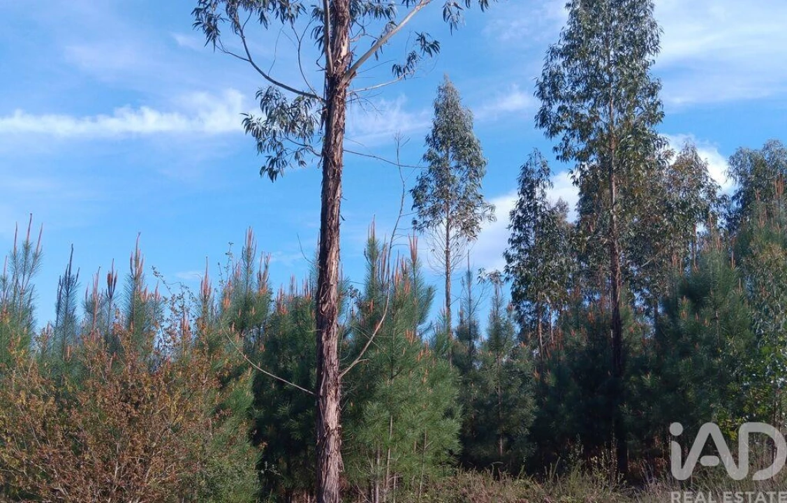 Terreno para Venda em Graça Foto 30