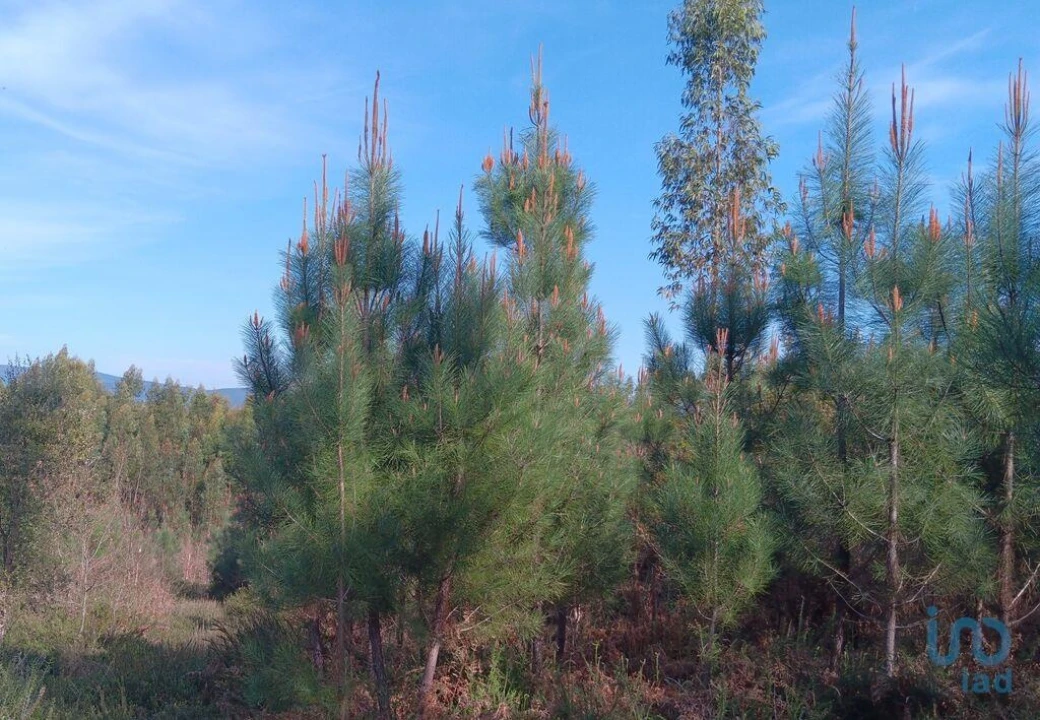 Terreno para Venda em Graça Foto 9