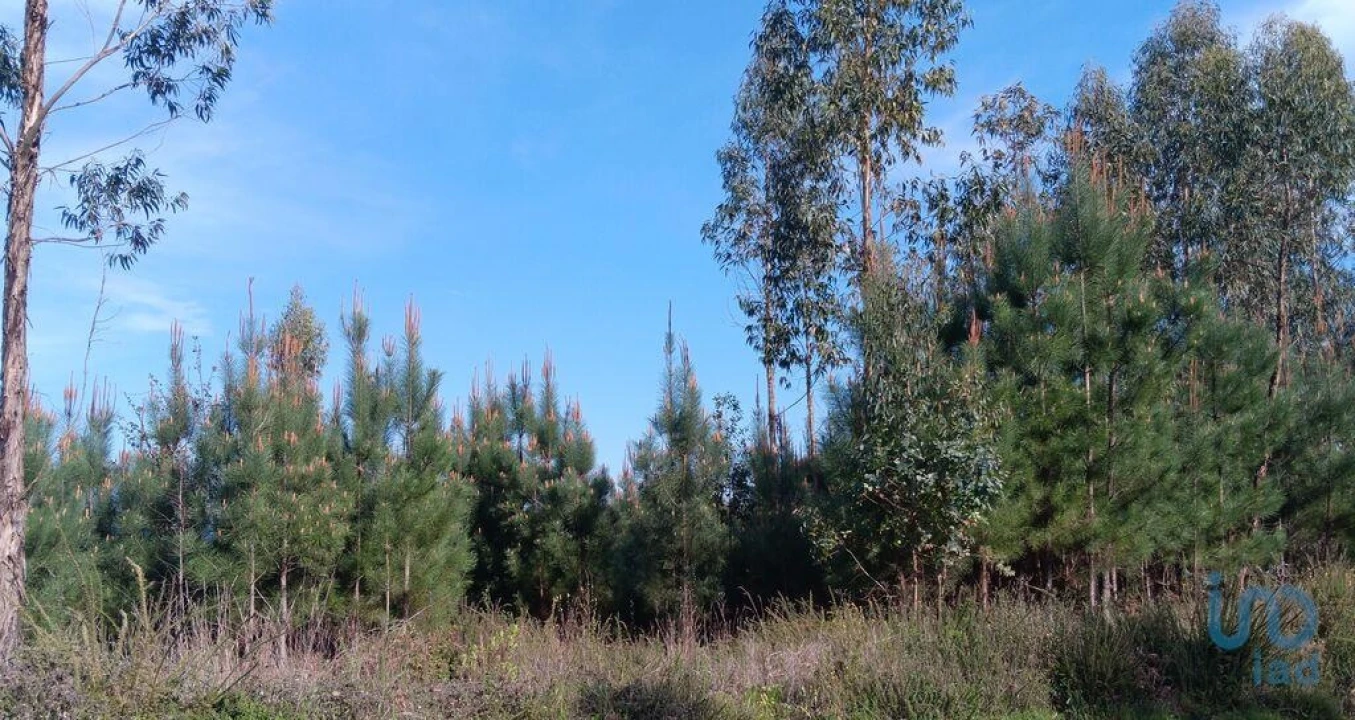 Terreno para Venda em Graça Foto 6