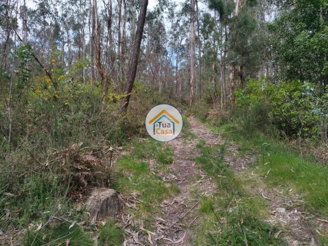 Terreno para Venda em Silveiros e Rio Covo (Santa Eulália) Foto 10