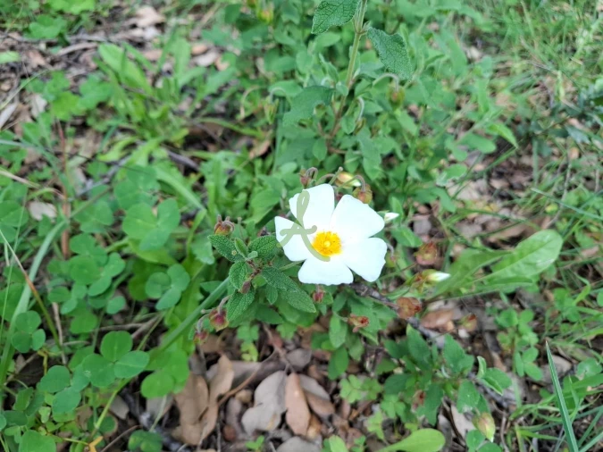 Terreno para Venda em Mexilhoeira Grande Foto 25