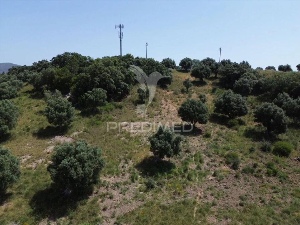 Terreno para Venda em Alcanena e Vila Moreira Foto 18