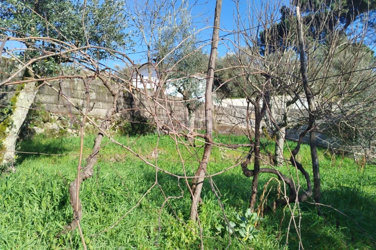 Quinta T11 para Venda em Vila Maior Foto 59