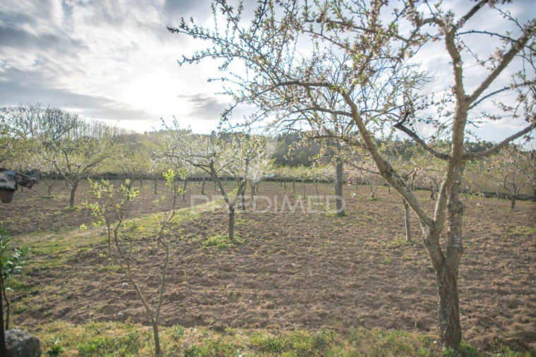 Terreno para Venda em Torre do Terrenho, Sebadelhe da Serra e Terrenho Foto 11