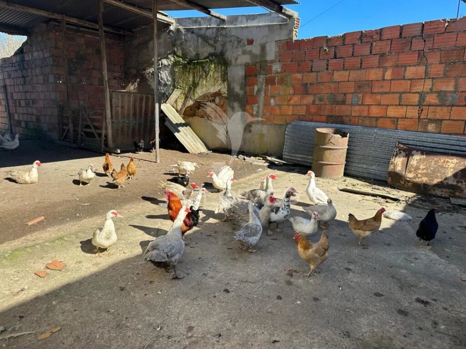 Terreno para Venda em Arrouquelas Foto 2