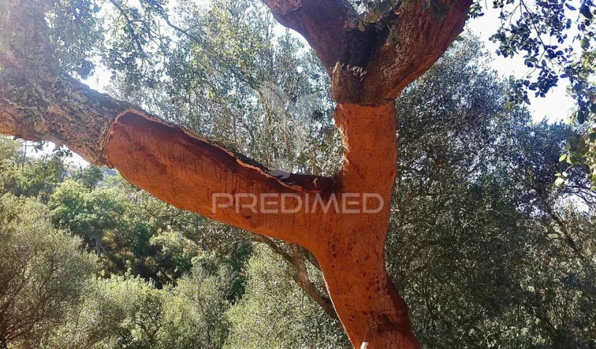 Quinta T3 para Venda em São Salvador e Santa Maria Foto 13