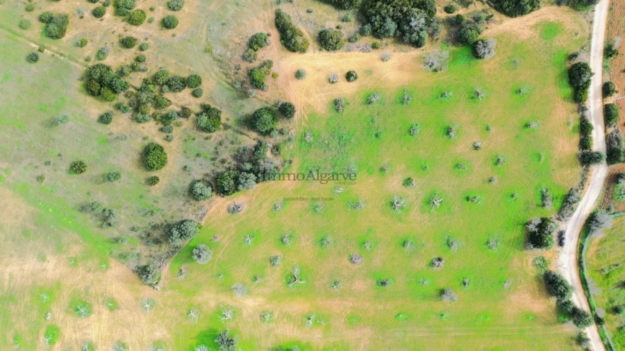 Terreno Agricola ou Rústico para Venda em Algoz e Tunes Foto 3