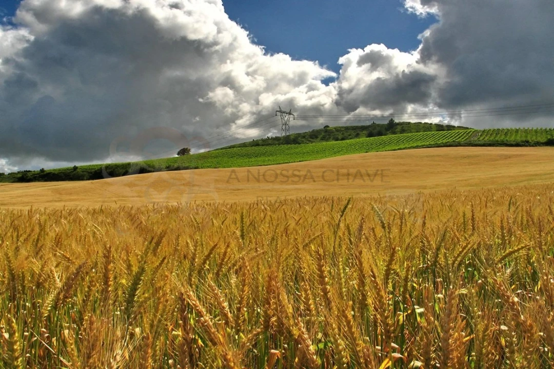 Moradia T3 para Venda em Ribafria e Pereiro de Palhacana Foto 13