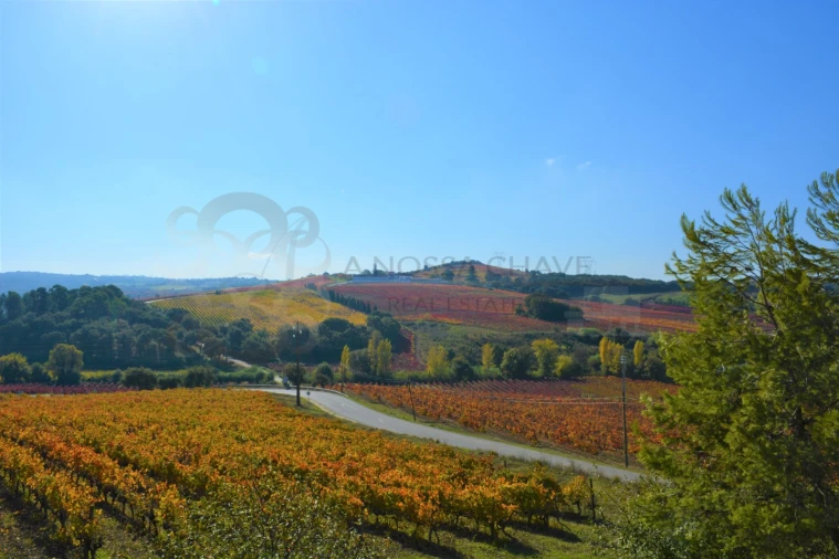 Moradia T3 para Venda em Ribafria e Pereiro de Palhacana Foto 12