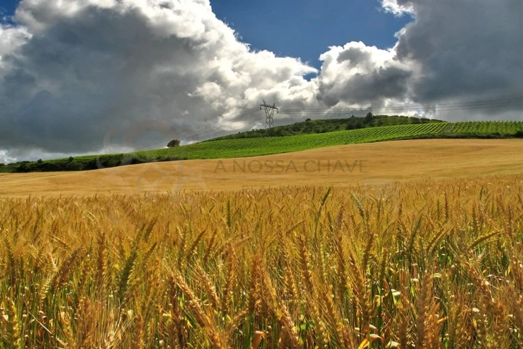 Moradia T3 para Venda em Ribafria e Pereiro de Palhacana Foto 13