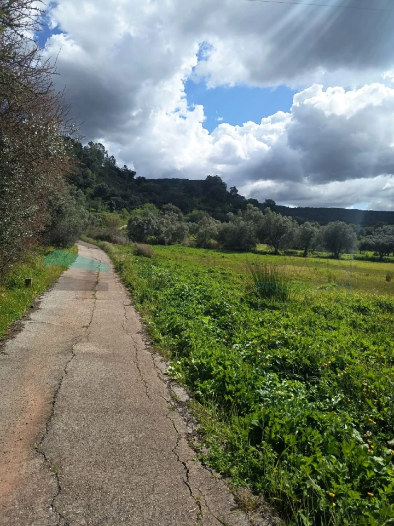 Terreno Agricola ou Rústico para Venda em Alte Foto 4
