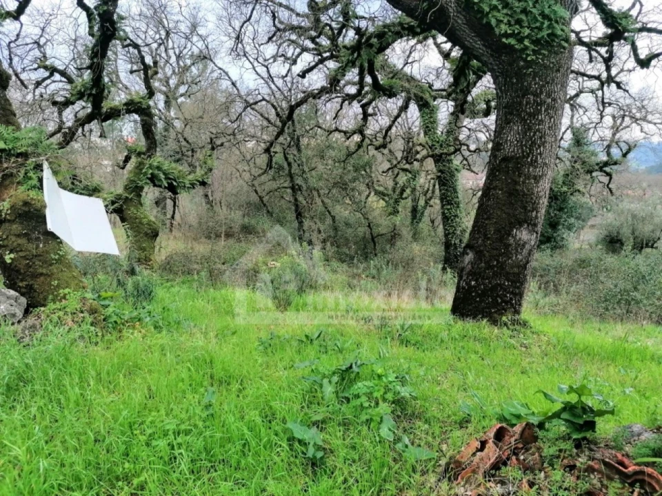 Terreno Agricola ou Rústico para Venda em Santiago da Guarda Foto 4