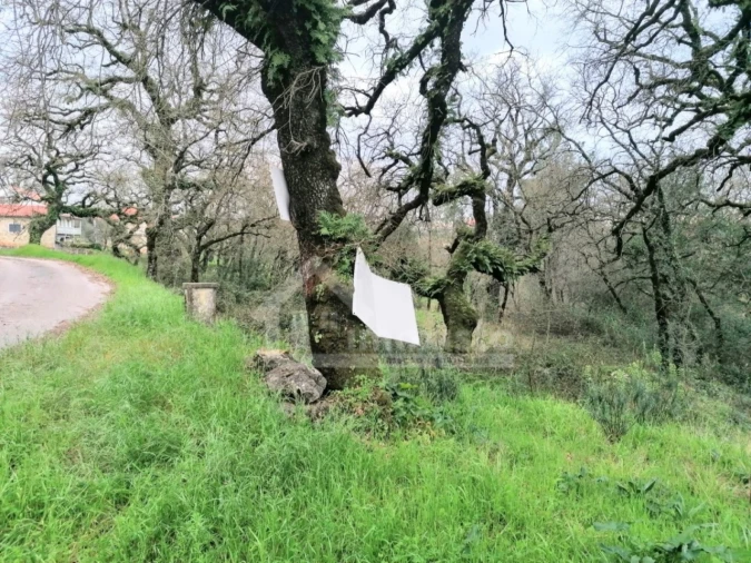 Terreno Agricola ou Rústico para Venda em Santiago da Guarda Foto 3
