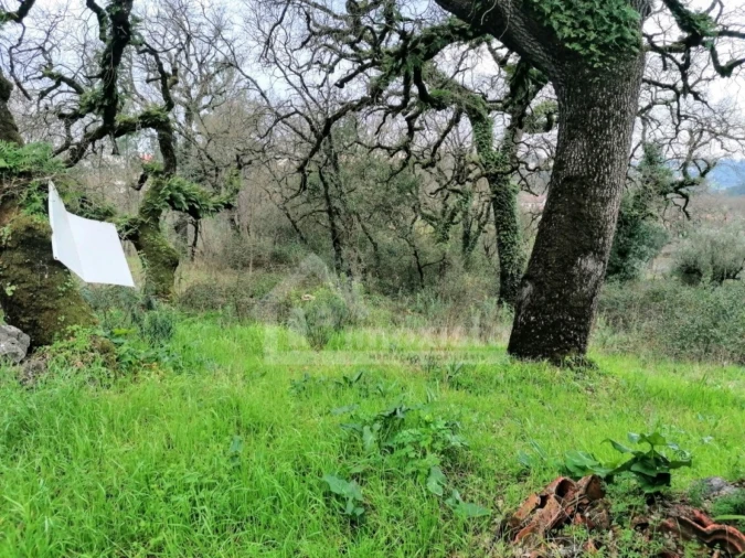 Terreno Agricola ou Rústico para Venda em Santiago da Guarda Foto 4